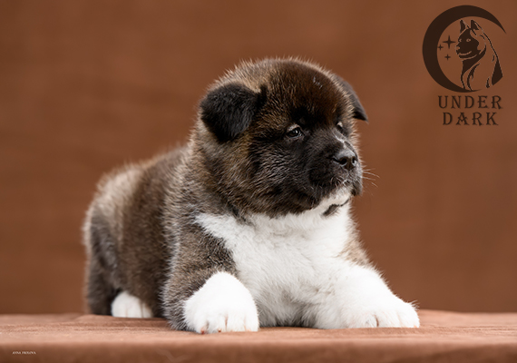 Щенки Американской акиты